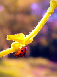 Close-up of insect