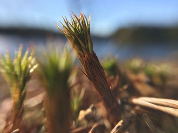 Close-up of wheat growing on field