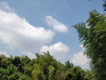 Low angle view of trees against sky