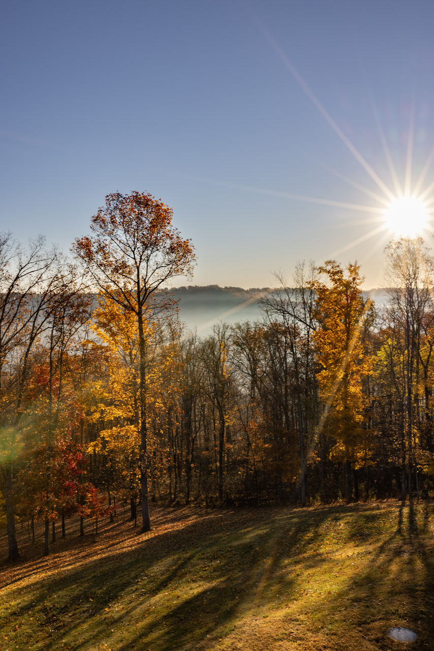 tree, plant, sky, morning, nature, beauty in nature, sunlight, tranquility, environment, autumn, scenics - nature, landscape, land, tranquil scene, no people, sun, sunbeam, leaf, lens flare, sunrise, dawn, non-urban scene, outdoors, forest, idyllic, reflection, orange color, grass, blue, back lit, field, day, woodland, sunny, growth, clear sky