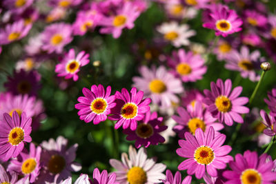 Close-up of flowers blooming outdoors