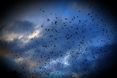 Flock of birds flying in sky