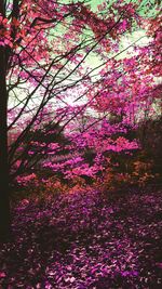 Low angle view of pink flowers