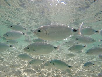 Fish swimming in sea