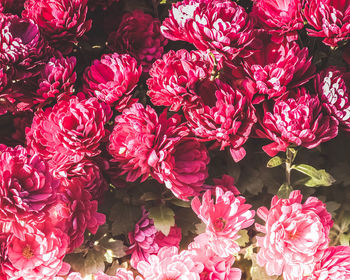 High angle view of red flowering plant