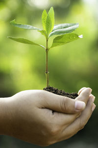 Close-up of hand holding small plant