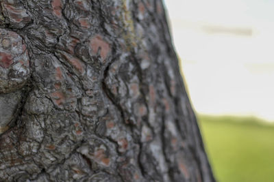 Close-up of tree trunk on field