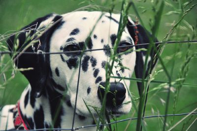 Close-up of dalmatian dog by fence