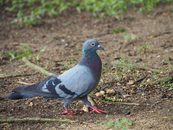 Close-up of bird perching on field