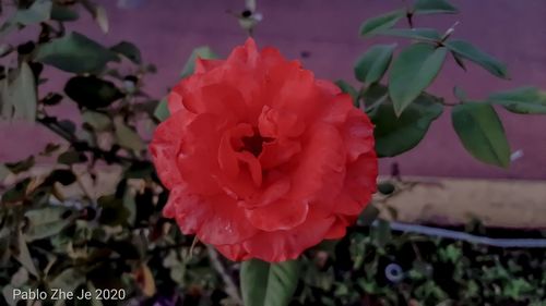 Close-up of pink rose plant