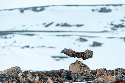 Bird flying over rock
