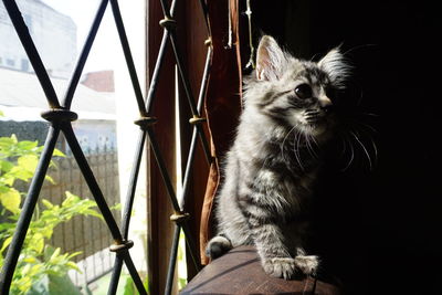 Close-up of cat sitting