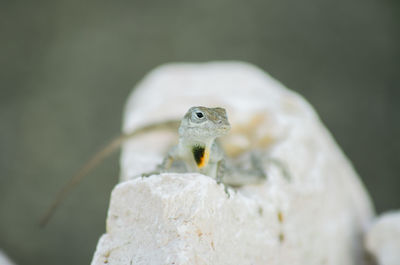 Close-up of bird perching on plant