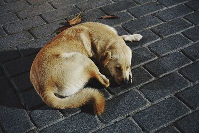 High angle view of dog sleeping on sidewalk