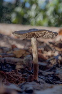 Close-up of mushroom growing in forest