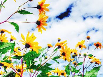 Low angle view of yellow flowers