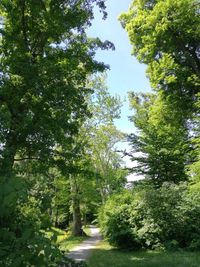 Trees in forest against sky