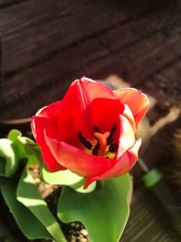 Close-up of red flower blooming outdoors