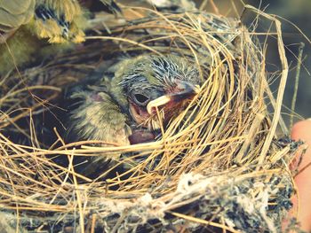 Close-up of young birds in nest