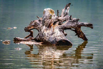 Driftwood on tree trunk by lake