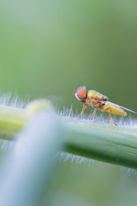 Close-up of insect on leaf