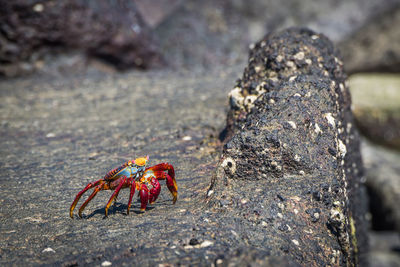 Close-up of crab on rock at beach