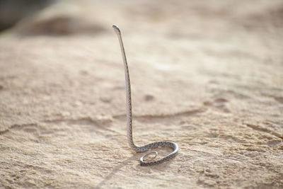 Close-up of dry leaf on sand