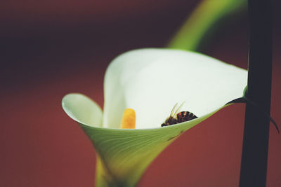 Close-up of insect on flower