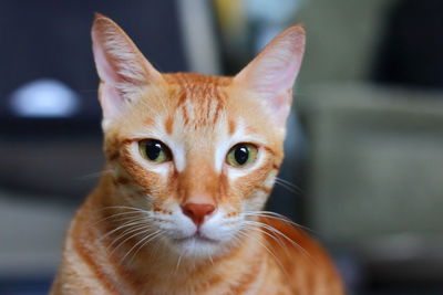 Close-up portrait of a cat