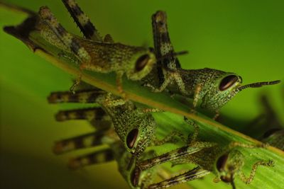Close-up of lizard on plant