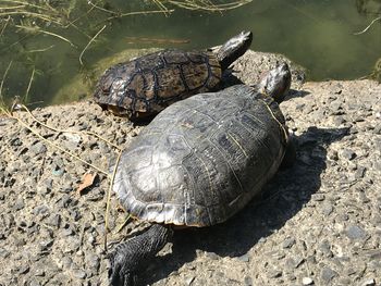 High angle view of turtle in lake