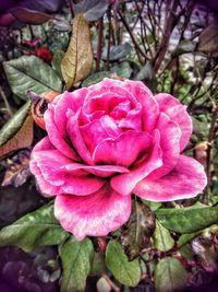 Close-up of pink rose