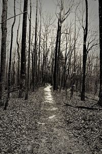 Road passing through forest