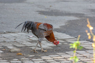 Dead bird on street