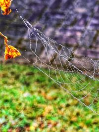 Close-up of wet spider web on plant