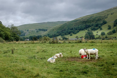 Sheep in a field in north yorkshire