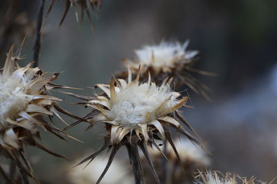 Close-up of dandelion