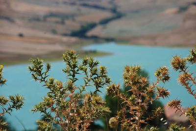 Scenic view of flowering plants on land against sky