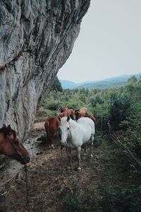 Horse standing on field