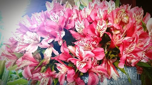 Close-up of red flowers