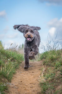 Portrait of dog running on field