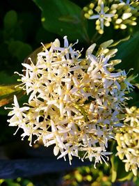 Close-up of flowers blooming outdoors