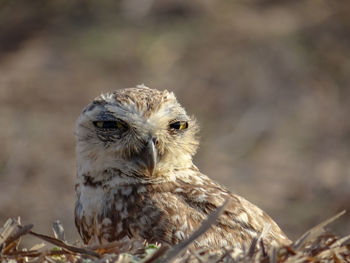 Close-up of a burrowing owl