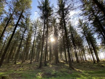 Low angle view of sunlight streaming through trees in forest