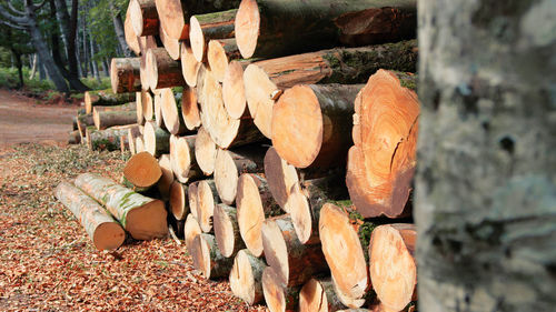 Close-up of logs