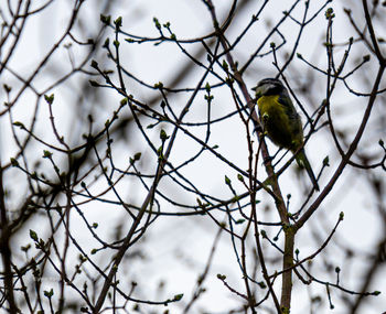 Low angle view of bird perching on branch