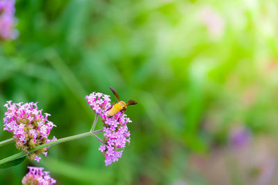 Close-up of bee pollinating on purple flower