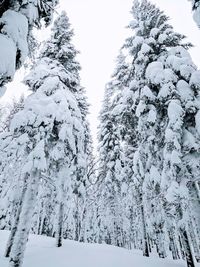 Snow covered pine trees in forest against sky