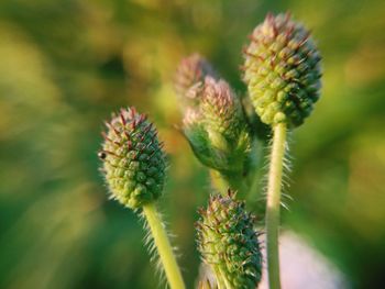 Close-up of flower buds