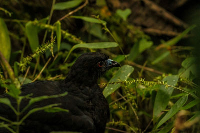 Close-up of bird perching on a plant